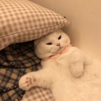 猎球足球app下载-猎球足球app下载最新版v2.80.093-2265安卓网