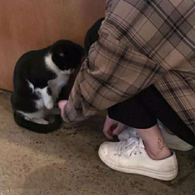 猫先生双马尾的正确使用方法-猫先生双马尾的正确使用方法最新版v0.34.807-2265安卓网